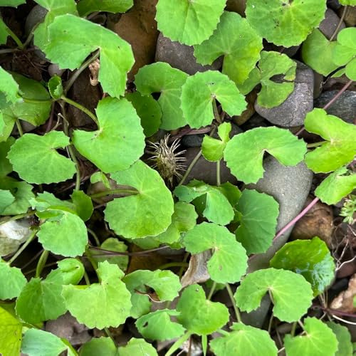Semillas de centella asiática, Balcón con parterre de semillas de medicinales variedades antiguas exóticas raras 300pcs