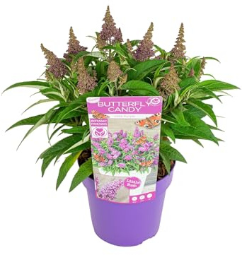 Bloomique - Buddleja Butterfly Little Purple - Arbre aux papillons - Plantes de jardin - Rustique - Hauteur 30-40 cm - Pot 19 cm