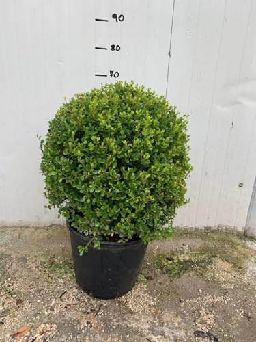 Vivaio Garden Forest Buxus Sempervirens (Bosso) a Palla – Pianta Ornamentale Sempreverde in Forma Sferica – Perfetta per Siepi, Bordure, Vasi o Giardini Geometrici.