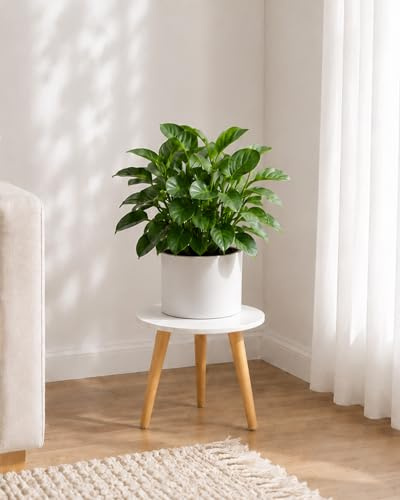 Bamworld Soporte para Plantas, Estante Redondo de Madera para Macetas Blanco, Soporte para Plantas de Interior de 22 cm de Alto, Mesita Decorativa de Estilo Mid-Century para Sala de Estar y Dormitorio