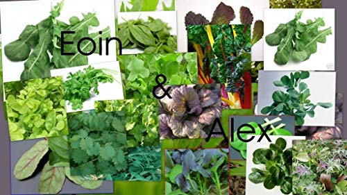 Pak Choi ~ Mix 700 Seeds: Senape, Mizuna, Rocket, Pak Choi, Orach, Indivia, Tatsoi insalata di mais, Chard & Mix :Seeds only