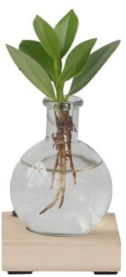 Plant in a Box - Mini-clusia LED - Hydroponique - Plante d'intérieur sur l'eau - Avec éclairage