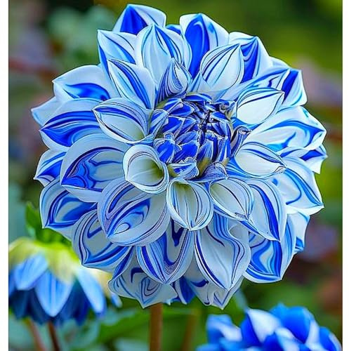Dalias/natural,perenne,paisajismo,Fragancia,decorativas,de largo período de floración,Rosas cortadas,Elegante,excelente efecto de visualización,romántico.-2bulbos-O