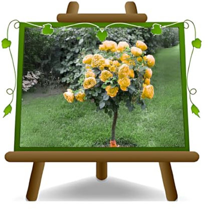 Rosa árbol amarillo limón grandes flores Altura máx. 140 cm en maceta de 26 cm