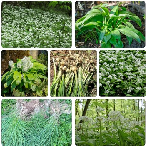 Aglio Orsino primavera selvatico, autunno, perenne cucina giardino semi inverno balcone parterre 130pcs