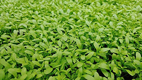 Lot de 500 Graines de Cresson de Jardins - Facile à cultiver - A consommer en Potage - Qualité Gustative - Riche en vitamines - Garantie Germination - Semences 100% Françaises et Reproductibles