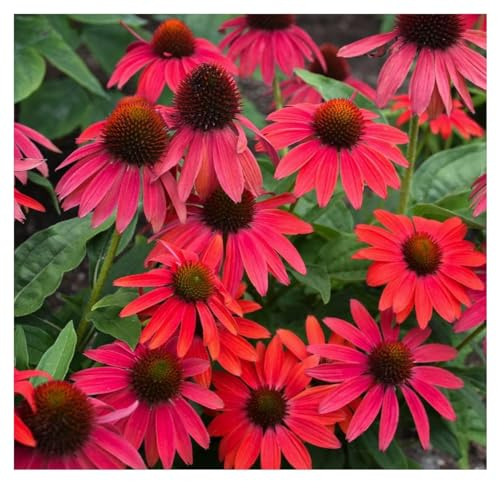 Stauden Gänge 1 x Echinacea purpurea 'Lakota Red' (Stauden/Staude/Mehrjährig/Winterhart) Roter Purpursonnenhut - Feurige Blütenpracht für leuchtende Beete - sehr Insekten- und Bienenfreundlich