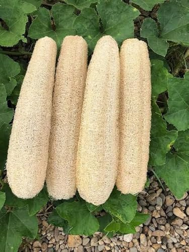 Spugna Naturale Luffa, Set di 2 Pezzi, 20 cm, Organica per Bagno e Cucina