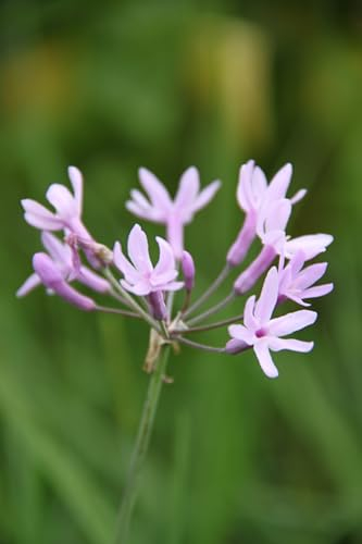 WASSERPFLANZEN WOLFF - Tulbaghia violacea - Kaplilie - Zimmerknoblauch - rosa Agapanthus - QUALITÄTSZWIEBELGEWÄCHS im 9x9 cm Topf