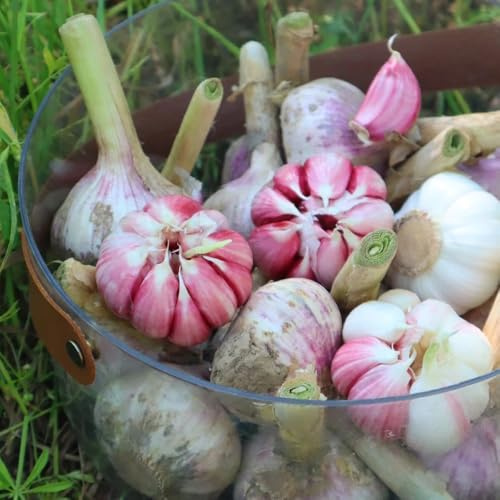 semillas de ajo, resistentes ajo de invierno, aromáticas, 300pcs