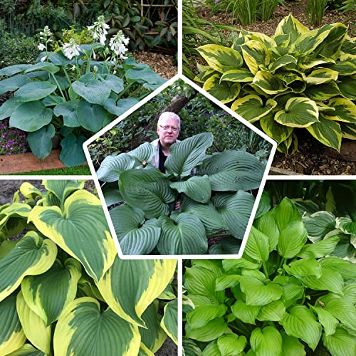Collection de plantes vivaces Hosta géantes, mélange de 5 hybrides en 5 variétés, grandes Funkia vivaces à racines nues résistantes à l'hiver de Hollande. Parfaites comme couvre-sol à l'ombre