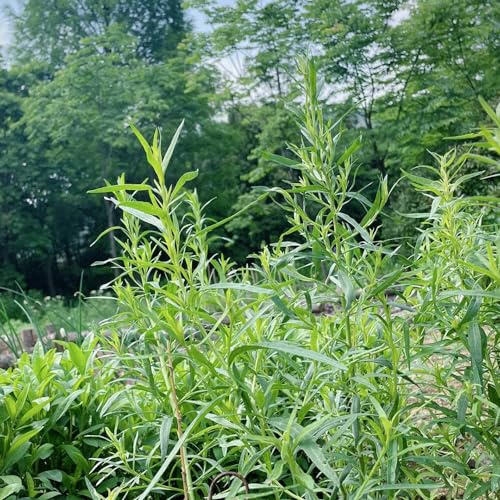 semillas de estragón jardineros productos sostenibles silvestres resistentes cultivo de jardín extraño variedades 900pcs
