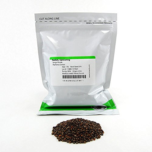 Purple Sango Sprouting Radish Seeds: 1 Lb - Non-GMO Seed for Vegetable Garden, Growing Micro Greens