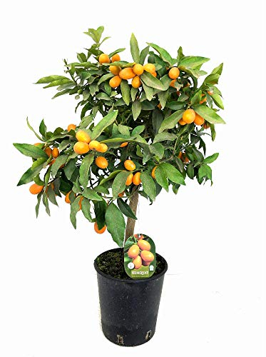 Garden Center Shop | Kumquat en Maceta 80 cm | Naranjo Chino Fortunella Japonica | Frutal Decorativo | Ideal para Jardín, Terraza o Interior