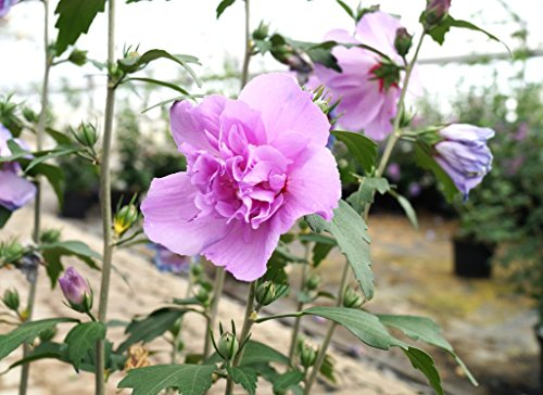 Hibiskus purpurfarbene Blüte Hibiskus Eibisch Ardens 100-125 cm hoch,