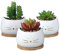 Set Mit 3 Klein Blumentopf Weißen Katze Keramikblumengläsern + 3 Runden Stützen | Idealen Kaktus Auf Dem Schreibtisch | Außen, Innenfensterrand | Dekoration | Bonsaï Schale | Weihnachtsgeschenkidee