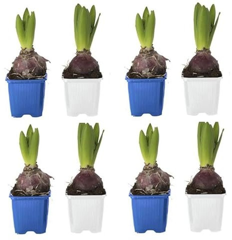 Bulbos de Jacinto Pack 8 Unidades de Flores de Colores Hyacinthus Orientalis