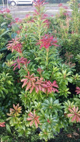 Pieris japonica 'Mountain Fire' 30-40 cm, 3L Topf – Immergrün, Winterhart, Pflegeleicht – Schattenglöckchen – Zierstrauch für Garten & Kübel