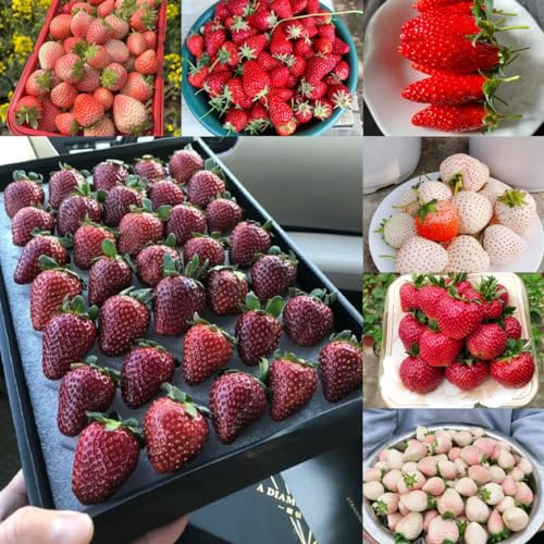 100 pcs Erdbeeren Samen, Erdbeersamen exotische früchte, hochbeet balkon Erdbeeren Samen Mehrjährig obstbäume kaufen, ostergeschenke gartenpflanzen winterhart mehrjährig, spalierobst