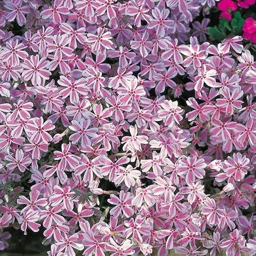 Kölles Beste Polster-Flammenblume 'Candy Stripes' rosa-weiß, 3 Liter Topf