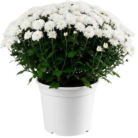 MUNTRADE Chrysanthemum Planta Natural en Maceta de 14 cm | Flores Blancas | Crisantemo Planta Viva Ideal para Interior y Exterior | Resistente, Decorativa y Fácil de Cuidar