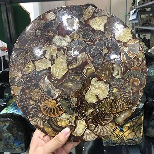 AUOQKQUT Plaque d'ammonite de 25cm, spécimen de Coquille d'ammonite de Madagascar décoration d'intérieur