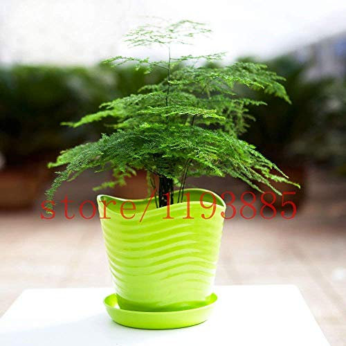 20 Samen/Packung Hängende Geraniensamen Horizon Reinweiße Geraniensamen Gartendekoration Bonsai-Blumensamen