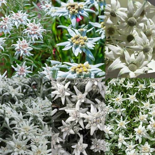 200 piezas semillas edelweiss - semillas de silvestres de para decoración, resistentes para jardín, exóticas