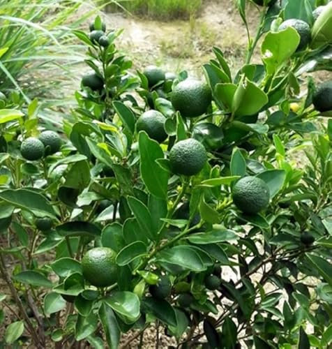 Citrus Hystrix Plant - Kaffir Lime Leaves Tree - Culinary herb Leaves - in 12cm Pot