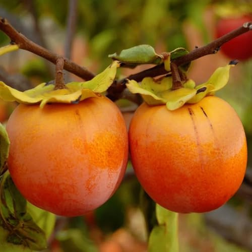 PIANTA DA FRUTTO CACO MELA in vaso 20 età 2/3 anni
