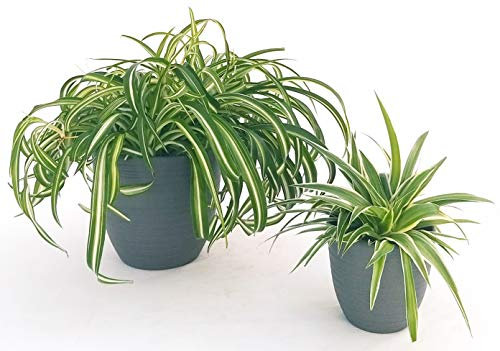 POWERS TO FLOWERS - DOUBLE CHLOROPHYTUM, FALANGIO IN VASO CERAMICA ANTRACITE DOUBLE, piante vere