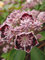 Kalmia latifolia Sterntaler - Lorbeerrose - Berglorbeer Sterntaler -