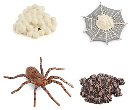 Lebenszyklus eines Spinne,Lebenszyklusphasen Simulation Tiermodell,Life Cycle of a Spinne Figuren 4 Stufen, Insekt Tiere Frühes Biologie Pädagogisches Lernspielzeug Kinder Spielzeug