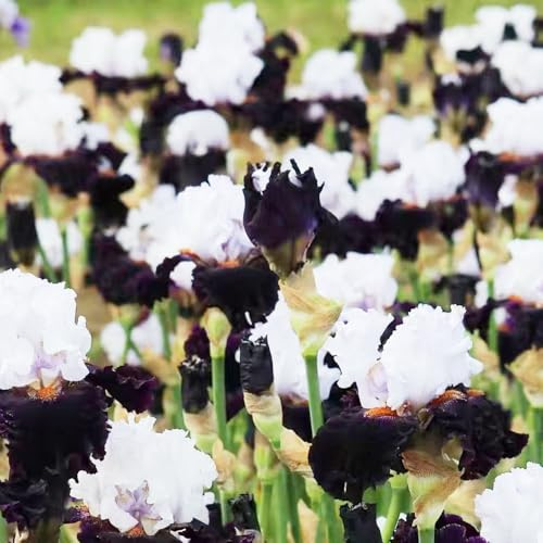 Bulbos de iris - invernaderos de balcón para lugares soleados exótico jardín primavera cobertura del suelo bulbos resistentes iris, resistentes 4pcs