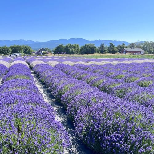 Semillas de lavanda - de jardín raras en decoración jardín verano semillas silvestres lugares soleados balcón rocas 200pcs