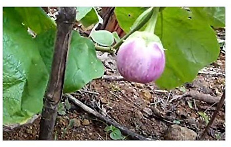 Pcs - 35x Rotonda Bianca Sfumata Di Rose Bio Aubergine Légumes Plantes - Graines SV21 - Seeds & Plants Shop by Ipsa