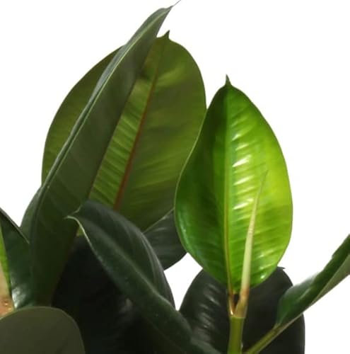 Ficus Elastica Natural Planta de interior Resistente