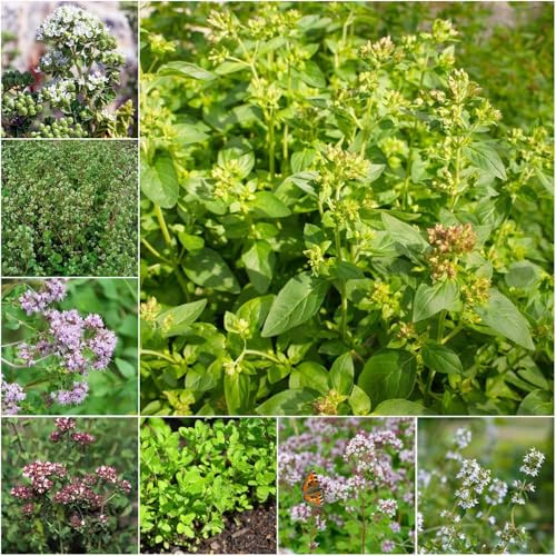 semillas de mejorana - de balcón en bancales elevados resistentes para el jardín semillas interior decorativas, perennes, resistentes 550pcs