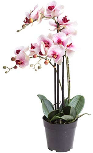 künstliche Orchidee Bora (Orchideen Pflanze/Phalaenopsis) im schwarzen Kunststofftopf mit Rispen, Blättern und Luftwurzeln real touch (creme-pink, ca. 60 cm / 3 Rispen)