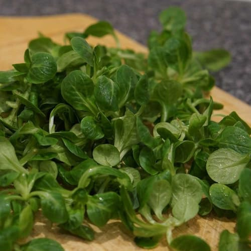 lattuga d'agnello balcone serra semi di lattuga semi di biologici Coltivare verdi rampicanti da orto rialzate decorazioni da giardino per 200semi