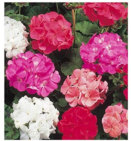 PREMIER SEEDS DIRECT - Geranium F2- COLORAMA Mix- 25 Seeds