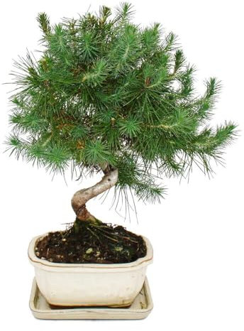 Bonsai - Pinus halepensis - Aleppo-Kiefer - ca. 7-8 Jahre alt - 16cm Schale