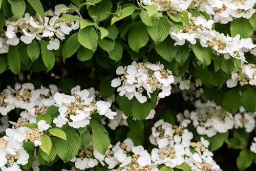 Climbing Hydrangea 12-18 in Height in a #3 Container