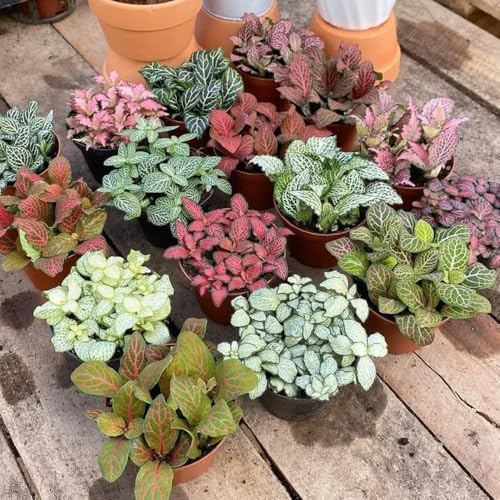 350 pz Semi di Fittonia Verschaffeltii - Vaso per piante Piante decorative Piante da giardino in vaso Semi di Fittonia - Vasi per piante regalo per giardino interno semi di pascolo