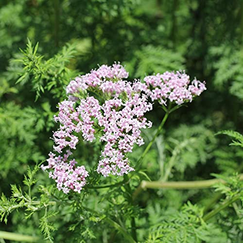 Oce180anYLVUK Valeriana Officinalis Graines, Fleurs, Graines De Gazon 1 Sac De Graines Taux De Rendement Léger Facile à Faire Germer Graines De Valeriana Officinalis Planter