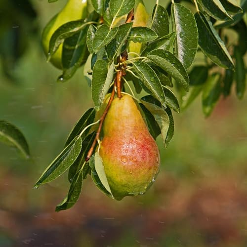 semillas de peral, decorativa semillas jardín columnar jardín de exoticas decorativas 250pcs