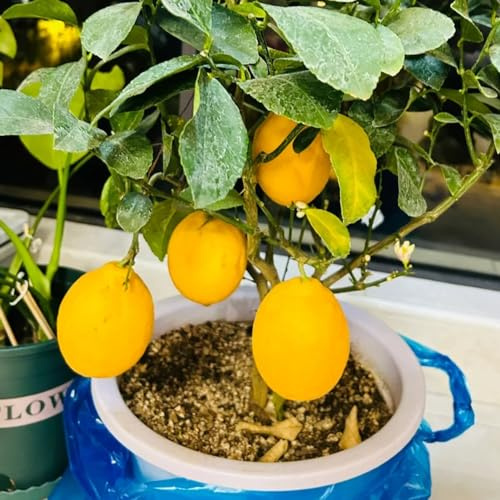 semi di limone, da frutto colonnari da frutto nani, resistenti esotico colonnare colonnari raro vecchie varietà frutteto serre balcone di limone semi 400pcs