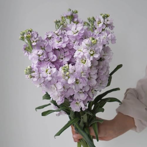 100 Pcs Usambaraveilchen Pflanze Samen, Herbstpflanzen Winterhart Blühend, Exotische Samen Violet, Violette - Matthiola Incana - Bonsai Samen, Steingartenpflanzen Winterhart Wildblumensamen