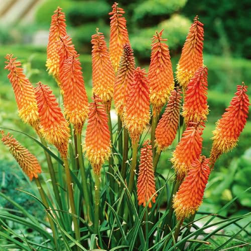 Bloomique - Mélange de 5 - Kniphofia Uvaria Grandiflora - Flèche de feu - Lys torche - Tubercules - Plantes de jardin - Vivaces - Rustique - Vivace - Pousse jusqu'à 60-100 cm