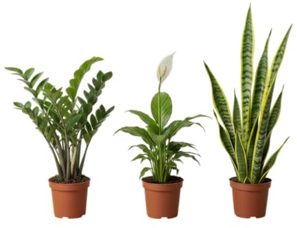 DECOALIVE Pure Nature Set: Monstera Adansonii, Espatifilo y Zamioculcas el Toque Natural que Aporta Vida y Armonía a tu Hogar